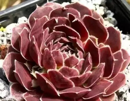 270种常见多肉图谱,270种常见多肉盆景