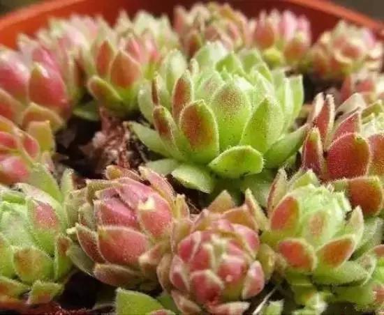 270种常见多肉图谱,270种常见多肉盆景