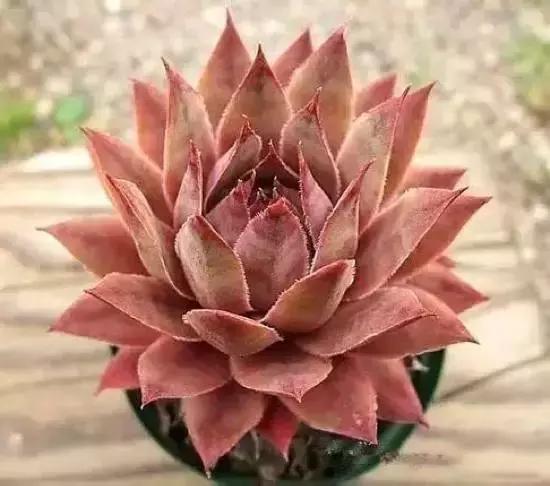 270种常见多肉图谱,270种常见多肉盆景