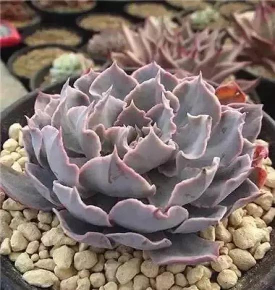 270种常见多肉图谱,270种常见多肉盆景