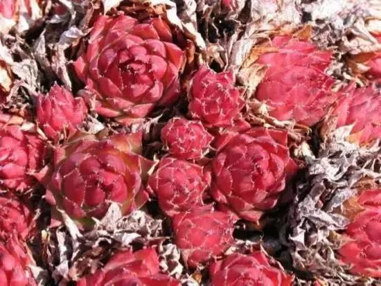 270种常见多肉图谱,270种常见多肉盆景