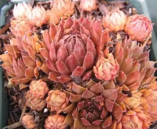 270种常见多肉图谱,270种常见多肉盆景