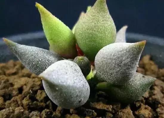 270种常见多肉图谱,270种常见多肉盆景