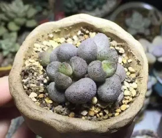 270种常见多肉图谱,270种常见多肉盆景