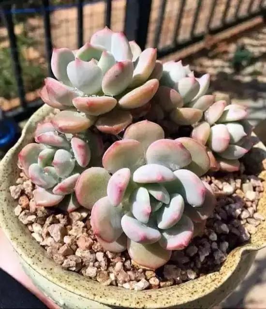 270种常见多肉图谱,270种常见多肉盆景