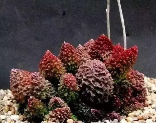 270种常见多肉图谱,270种常见多肉盆景