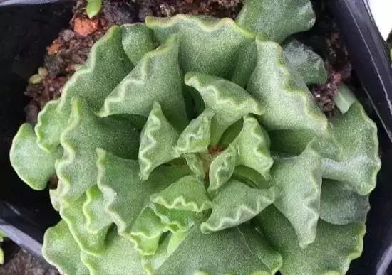 270种常见多肉图谱,270种常见多肉盆景