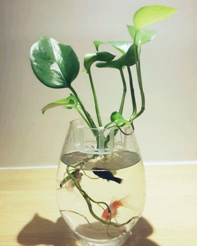 水培绿萝怎么样养才养得好呢,绿萝水培如何生长的慢一点