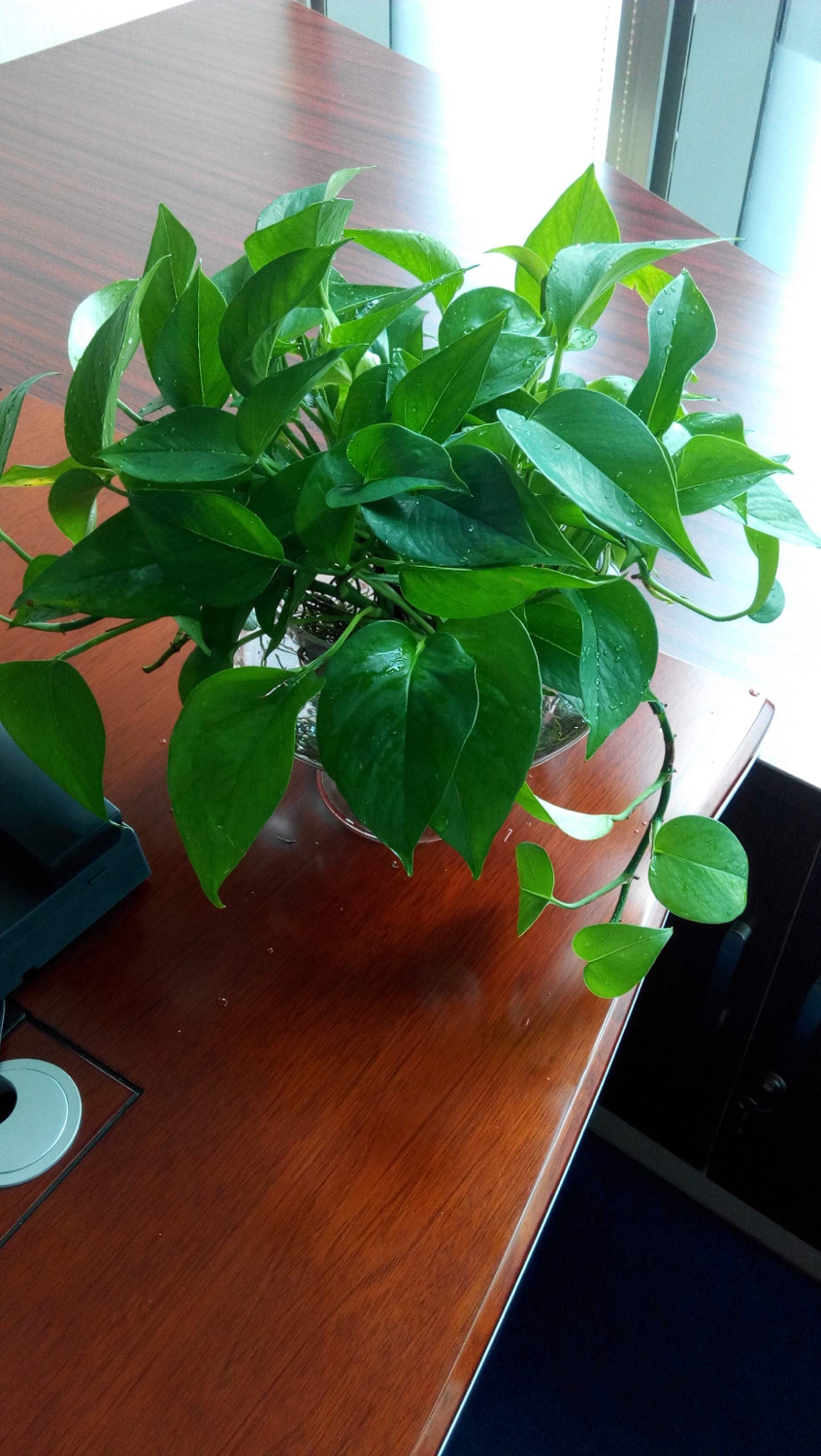 水培绿萝怎么样养才养得好呢,绿萝水培如何生长的慢一点