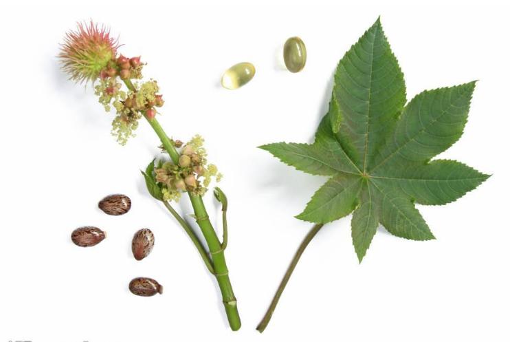 麻椒果泡酒的功效与作用,野生山大麻子泡酒功效