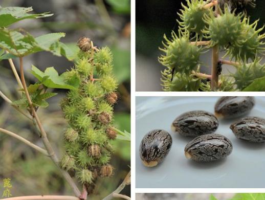 麻椒果泡酒的功效与作用,野生山大麻子泡酒功效