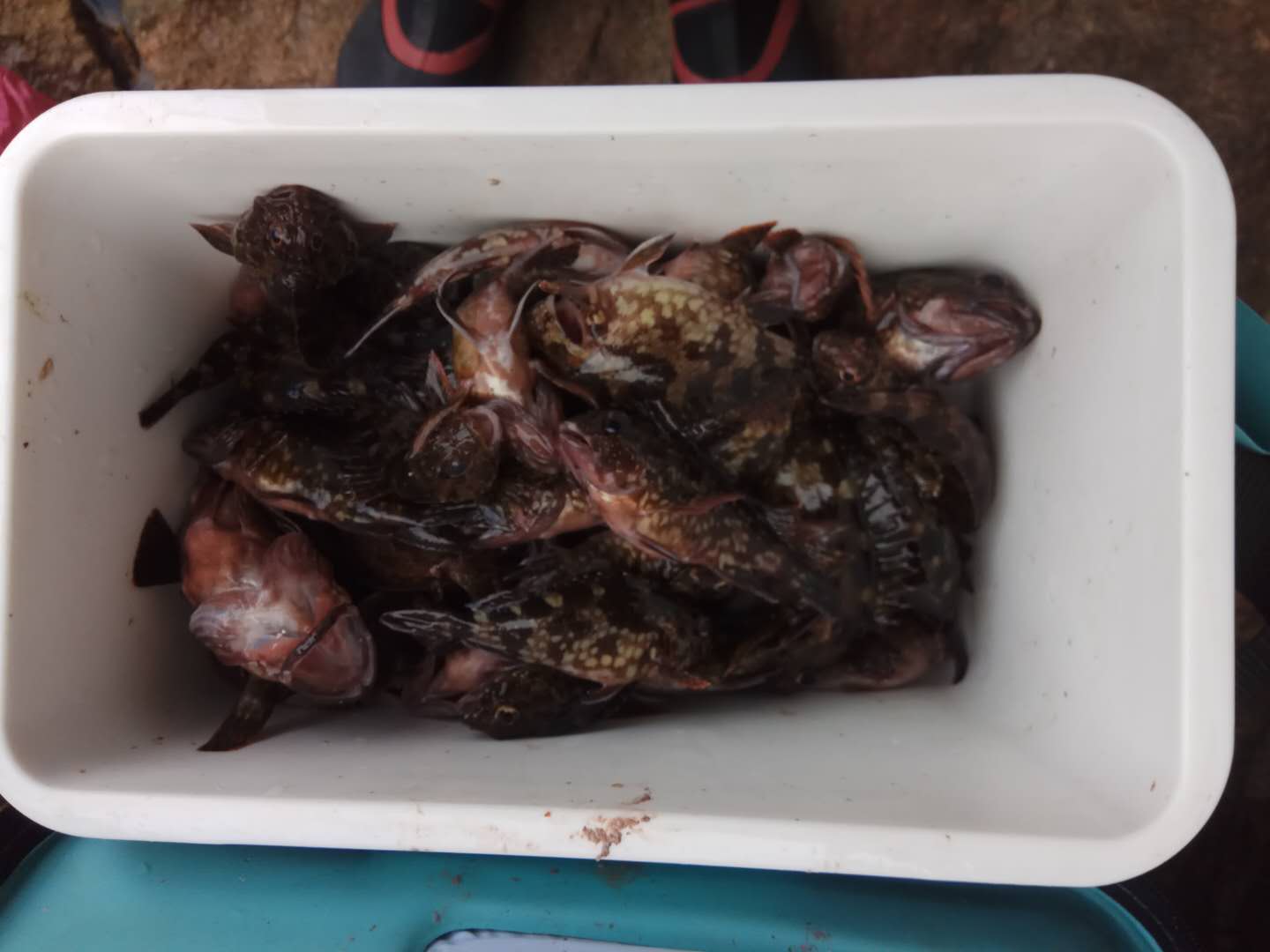 南澳岛岸边钓石斑,东澳岛哪里可以钓石斑