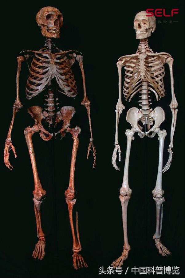 从非洲一路啪啪到东亚，我们祖先的混血史到底有多乱？