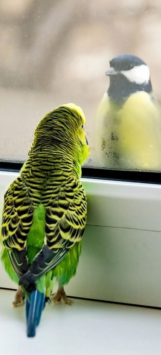 鹦鹉饲养饮食注意什么问题,鹦鹉日常饲养必备知识