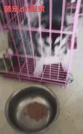 看看哈士奇是不是纯种的,哈士奇纯种的有什么特征