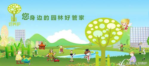 9种高颜值花园地被植物推荐,有土就能活的庭院花卉植物