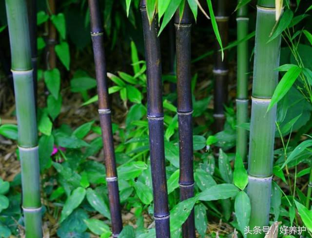 9种高颜值花园地被植物推荐,有土就能活的庭院花卉植物