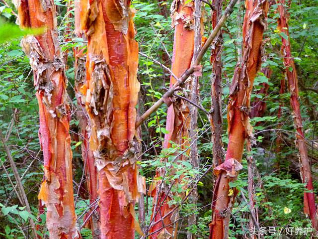 9种高颜值花园地被植物推荐,有土就能活的庭院花卉植物