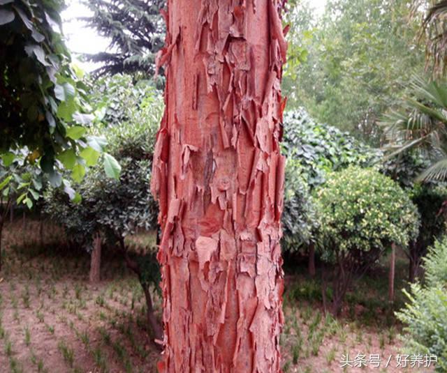 9种高颜值花园地被植物推荐,有土就能活的庭院花卉植物