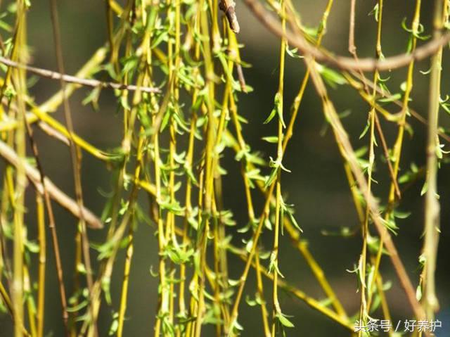 9种高颜值花园地被植物推荐,有土就能活的庭院花卉植物