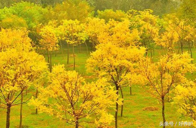 9种高颜值花园地被植物推荐,有土就能活的庭院花卉植物