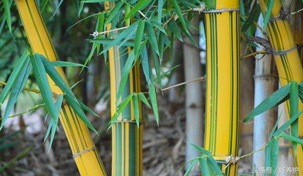 9种高颜值花园地被植物推荐,有土就能活的庭院花卉植物