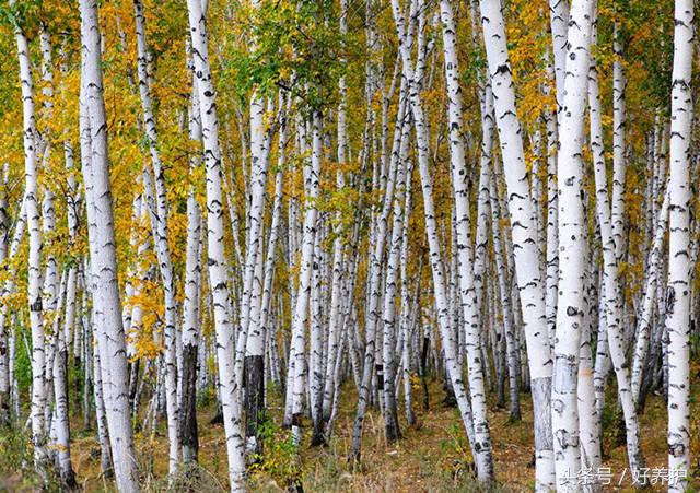 9种高颜值花园地被植物推荐,有土就能活的庭院花卉植物