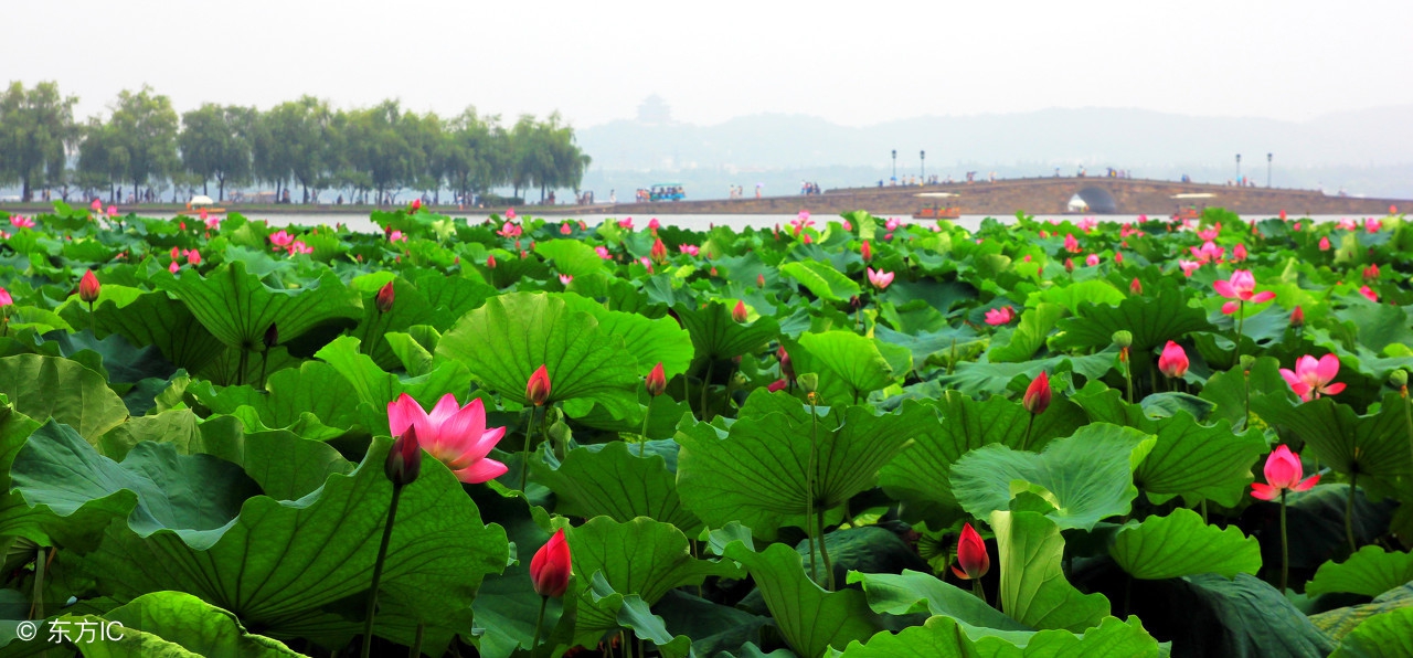 荷花：龙湖的风神韵致