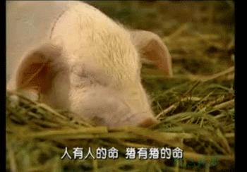 春光灿烂猪八戒系列哪一个最火,春光灿烂猪八戒饰演今昔对比