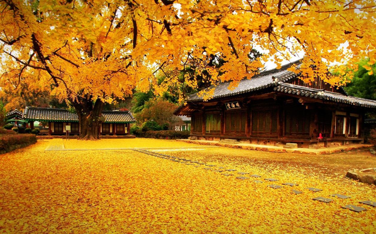 赴泰中国游客数今年已破百万,赴华旅游的韩国游客暴增908%