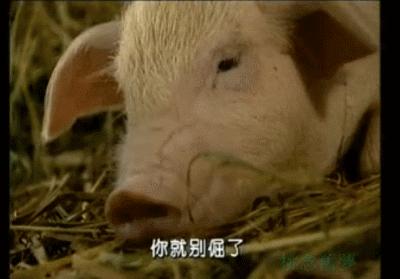 春光灿烂猪八戒系列哪一个最火,春光灿烂猪八戒饰演今昔对比