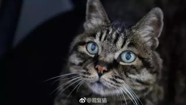 盘点常见的猫咪名字看有你家猫吗,猫咪名称大盘点