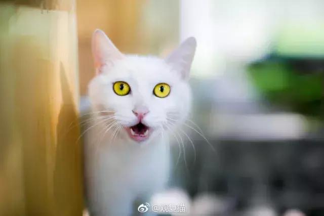 盘点常见的猫咪名字看有你家猫吗,猫咪名称大盘点