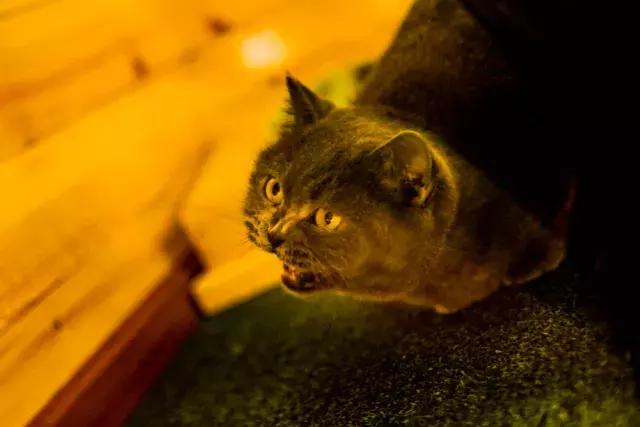 盘点常见的猫咪名字看有你家猫吗,猫咪名称大盘点