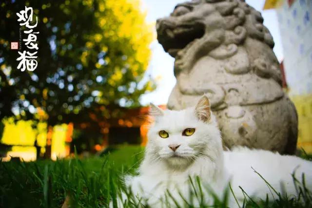 盘点常见的猫咪名字看有你家猫吗,猫咪名称大盘点