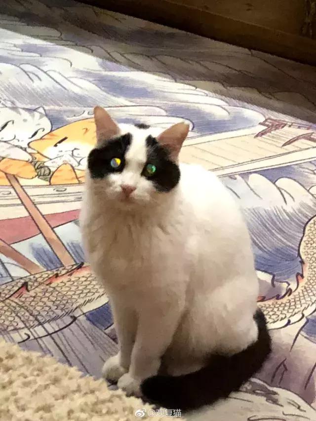 盘点常见的猫咪名字看有你家猫吗,猫咪名称大盘点