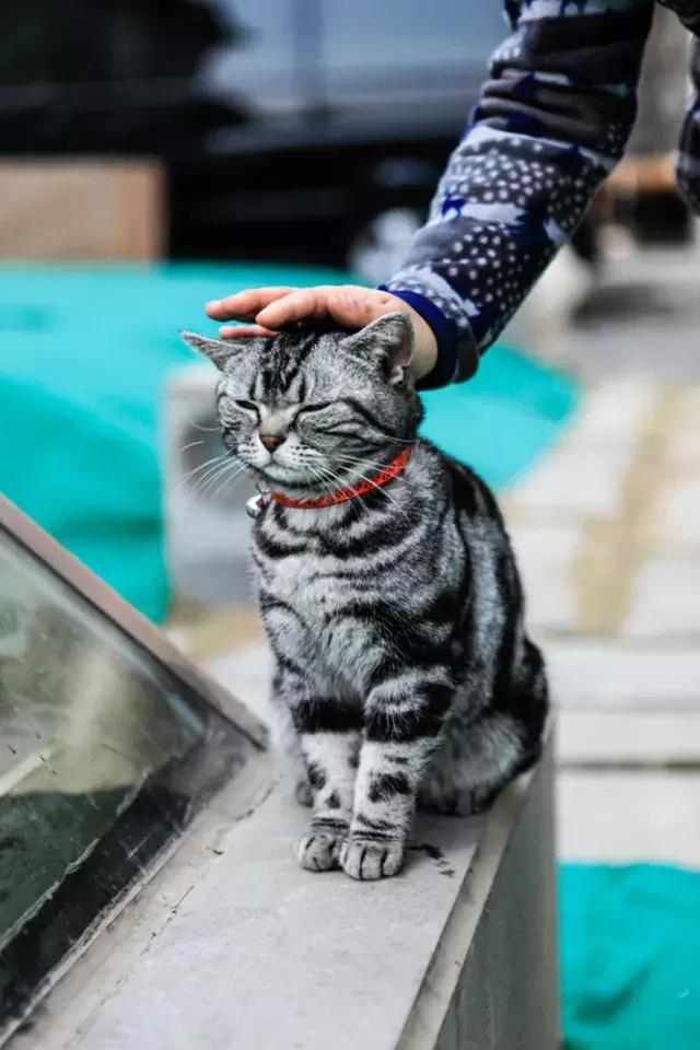 盘点常见的猫咪名字看有你家猫吗,猫咪名称大盘点