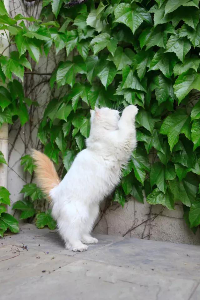 盘点常见的猫咪名字看有你家猫吗,猫咪名称大盘点