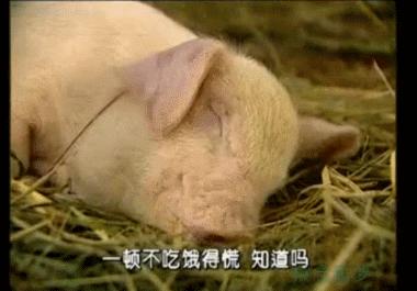 春光灿烂猪八戒系列哪一个最火,春光灿烂猪八戒饰演今昔对比