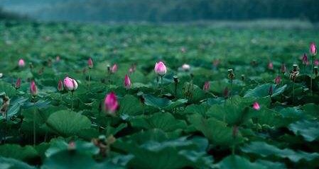 荷花：龙湖的风神韵致