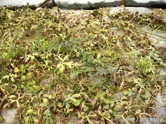 西瓜茎腐病和蔓枯病是怎样得的,西瓜得了蔓枯病能全死亡吗