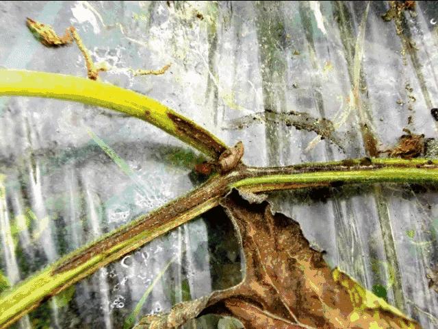 西瓜茎腐病和蔓枯病是怎样得的,西瓜得了蔓枯病能全死亡吗