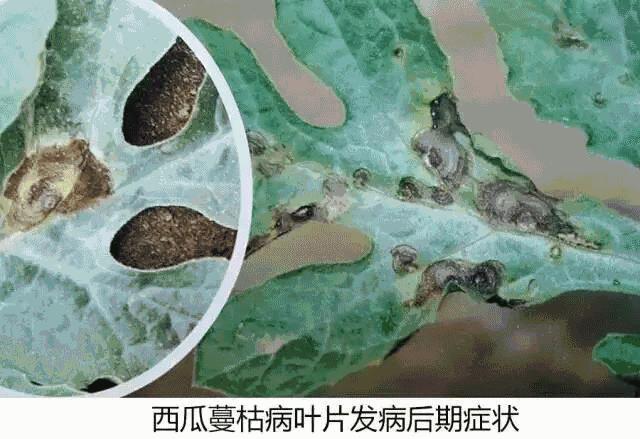 西瓜茎腐病和蔓枯病是怎样得的,西瓜得了蔓枯病能全死亡吗