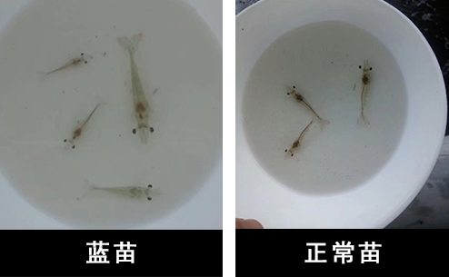 对虾苗的最佳防治方法,南美白对虾为什么有蓝苗
