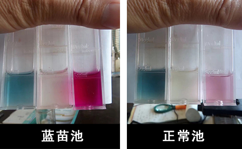 对虾苗的最佳防治方法,南美白对虾为什么有蓝苗