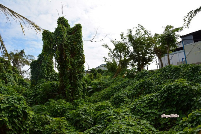 相约海之南歌曲,浪漫走天涯相约海之南