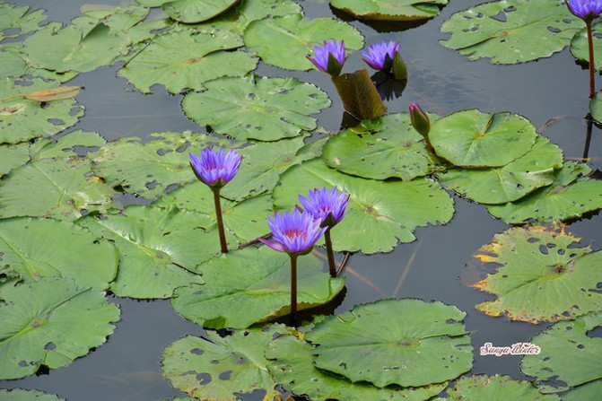 相约海之南歌曲,浪漫走天涯相约海之南