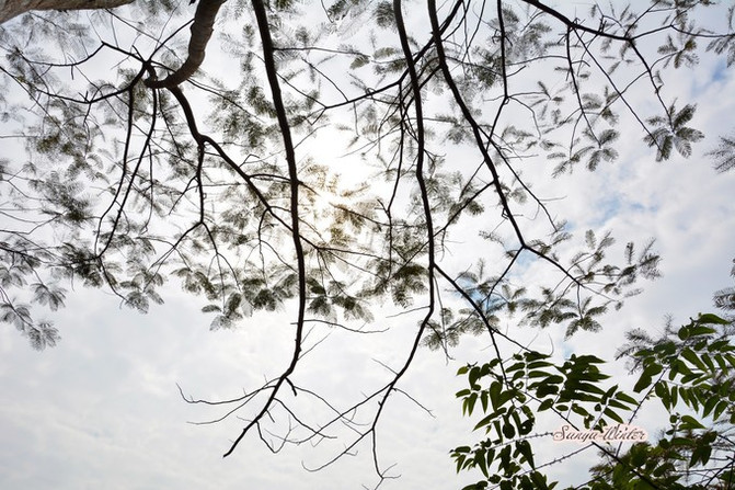 相约海之南歌曲,浪漫走天涯相约海之南