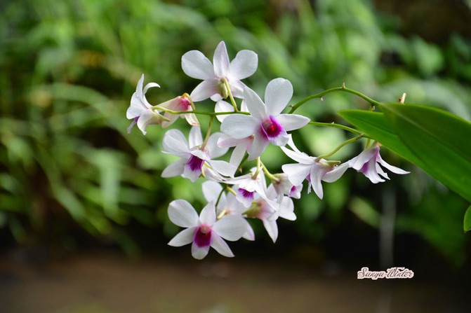 相约海之南歌曲,浪漫走天涯相约海之南