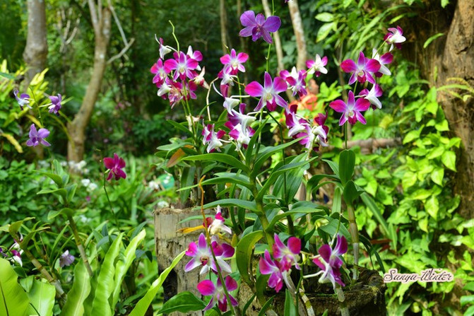 相约海之南歌曲,浪漫走天涯相约海之南